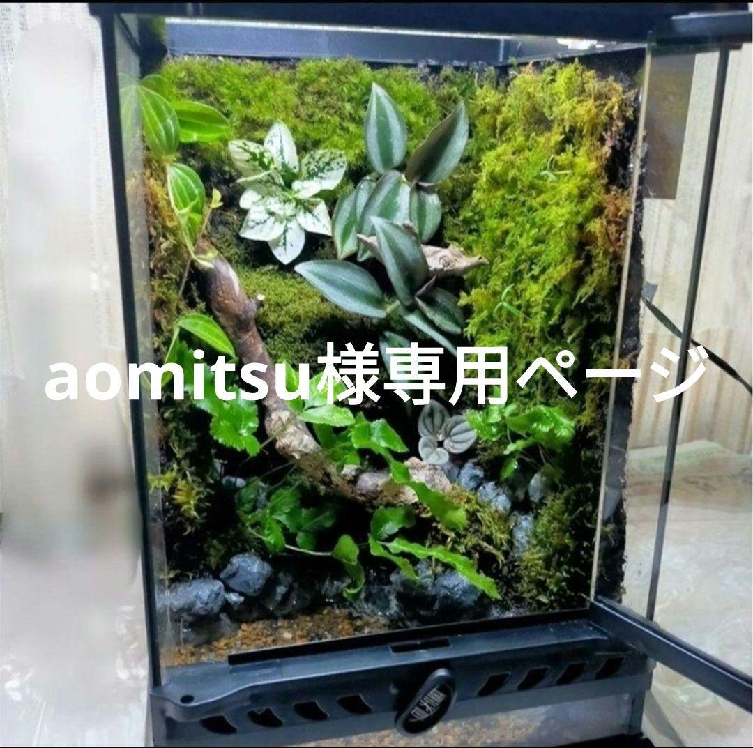 aomitsuページ 新無処理CTPプレート「SUPERIA ZX」導入されたお客さまの声をいち早く