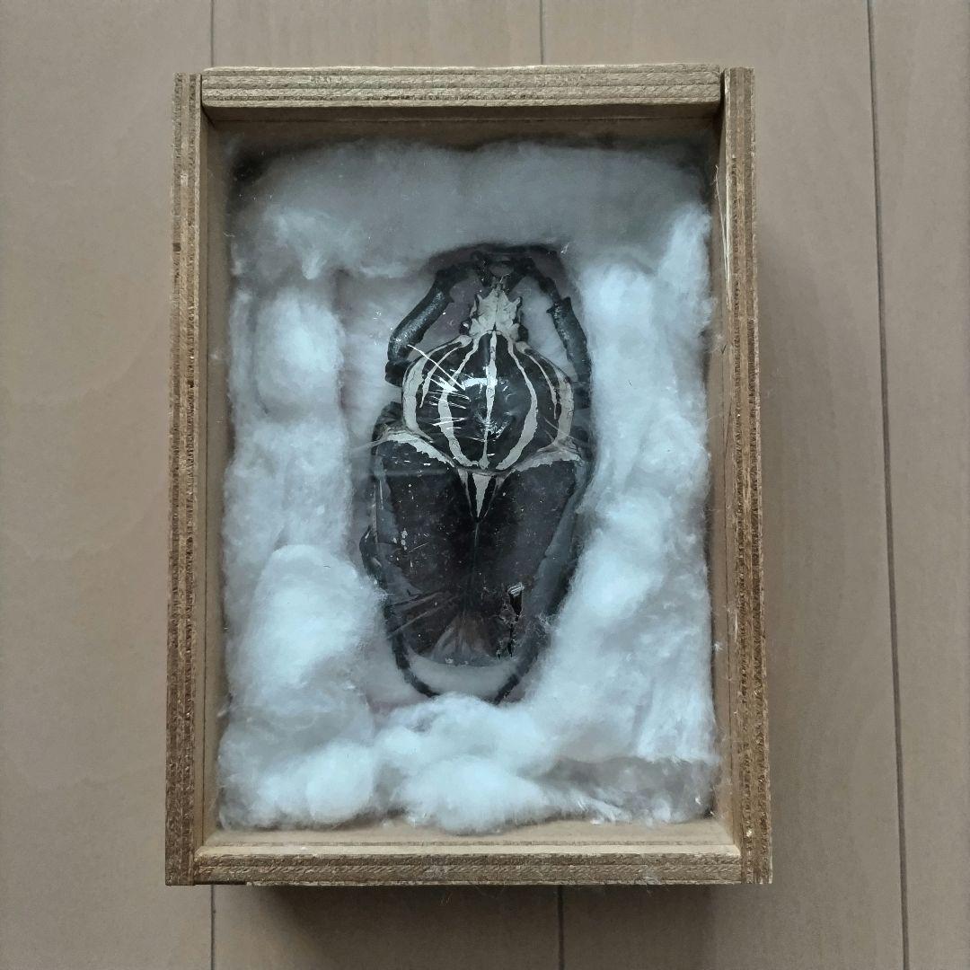 ゴライアスオオツノハナムグリ　昆虫標本　剥製 Yahoo!オークション - 昆虫標本 ゴライアスオオツノハナムグリ 標本