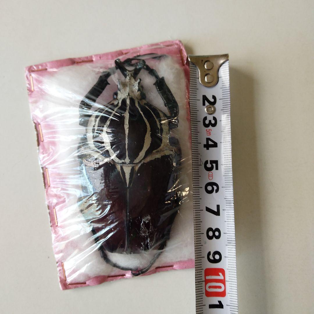 ゴライアスオオツノハナムグリ 昆虫標本 剥製 - メルカリ