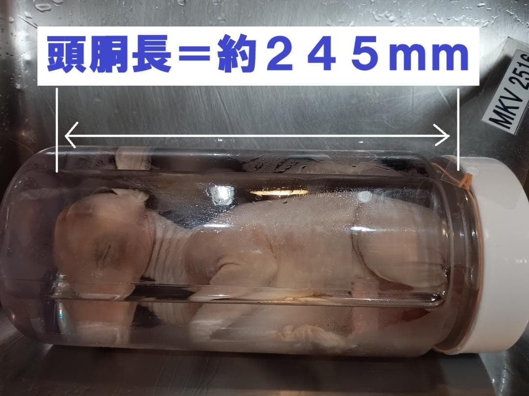 【学術標本】種名ニホンジカ　胎児エタノール浸漬標本（♀）　頭胴長約２４５ｍｍ Amazon.co.jp: フレーム入り 死の頭 蛾標本 - 昆虫昆虫学ディスプレイ