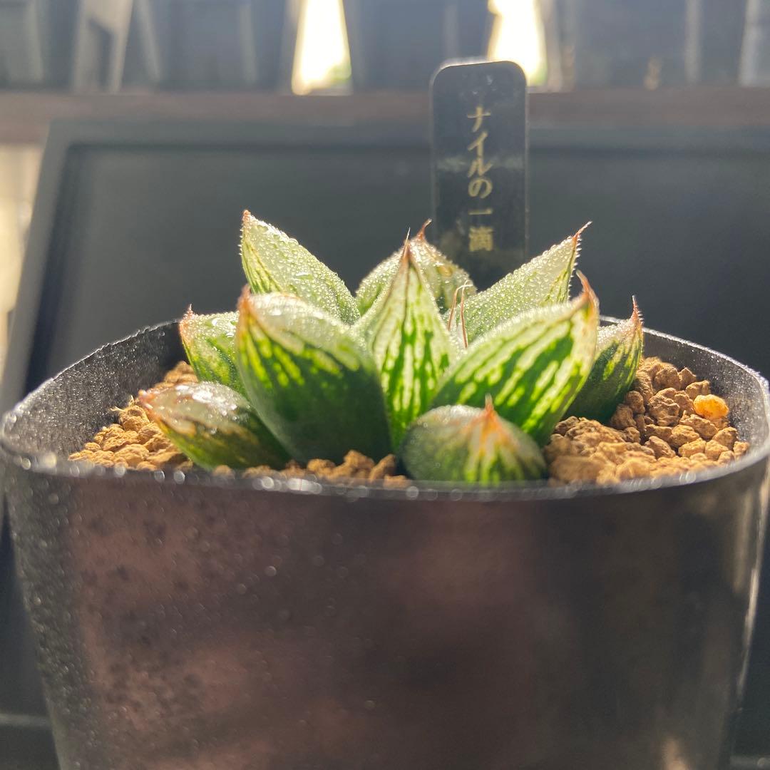 ⚠️高額注意⚠️ ハオルチア ナイルの一滴 - メルカリ