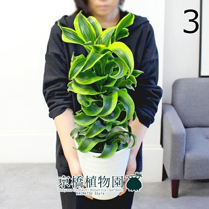 【kaikai88】ドラセナ・トルネード 斑入り6号 セラアート鉢　（3） ドラセナ トルネード斑入り インテリア おしゃれ 観葉植物 引っ越し