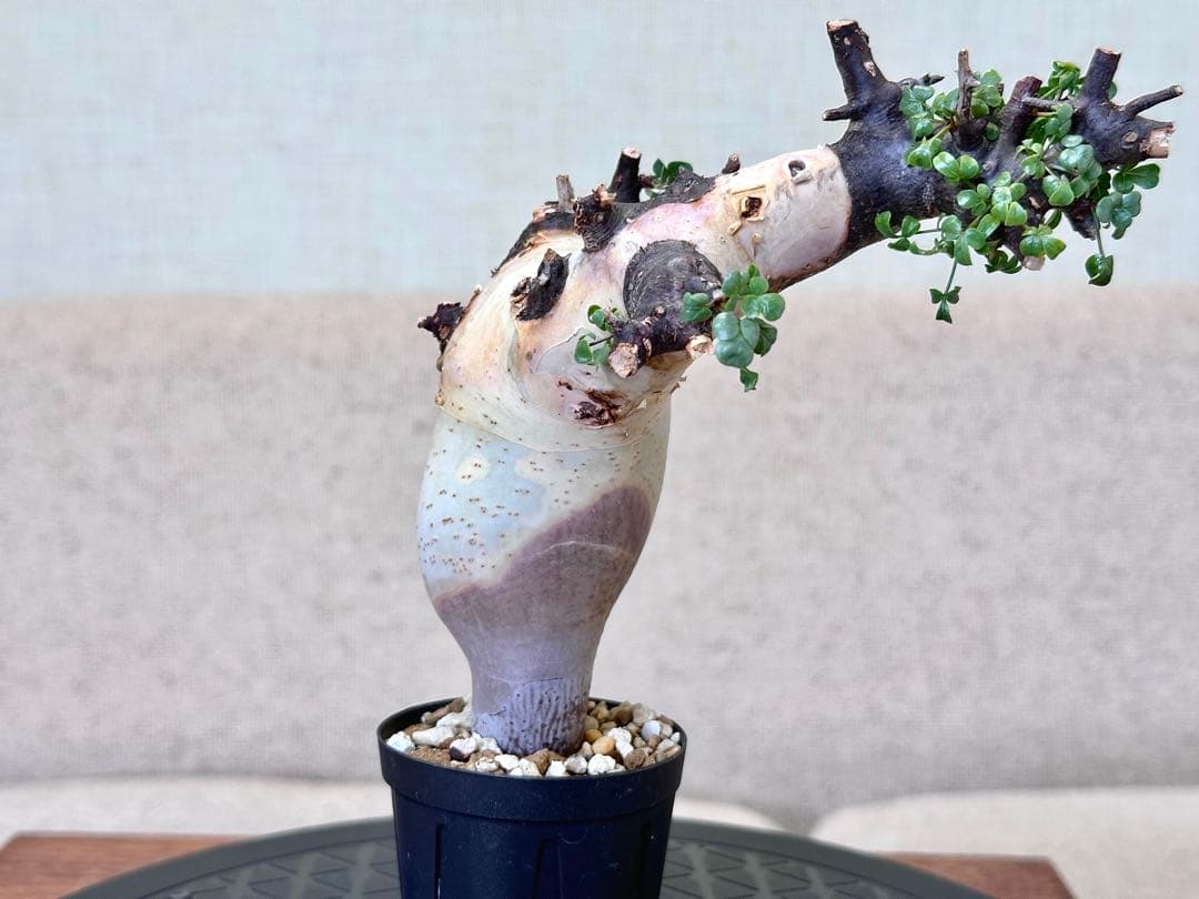 コミフォラ ピュアカタフ ソマリア産 コレクション ぷっくり