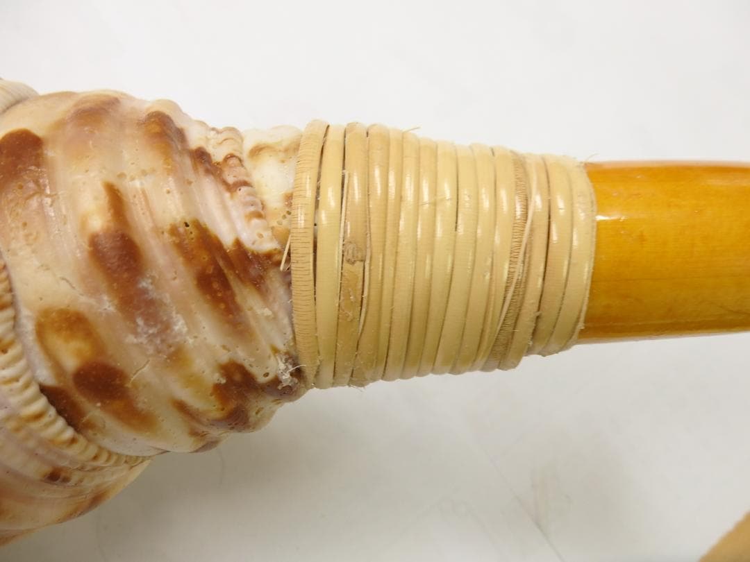 法螺貝 約40㎝ 木製歌口 新品 MH-442