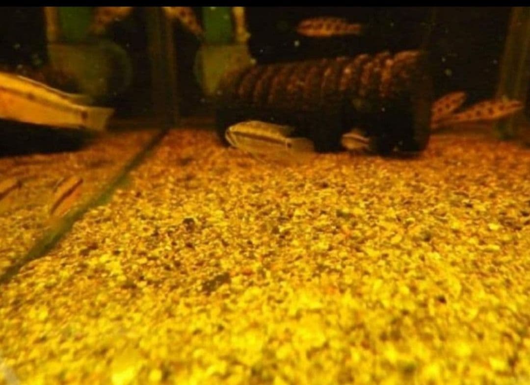 大小様々 無農薬マジックリーフ 天然ももたまな葉 15 枚 - メルカリ