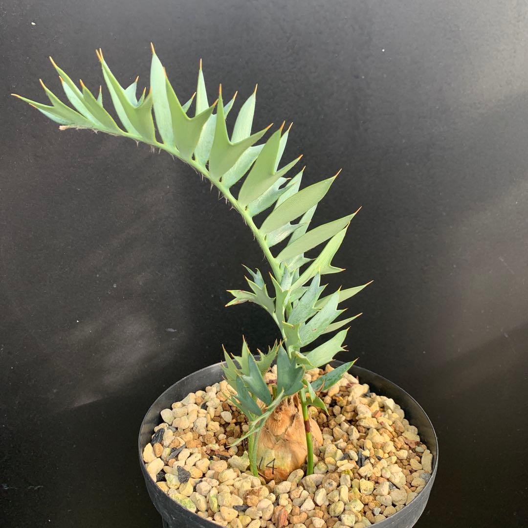 【南ア産・発根済】エンセファラルトス・ホリダス 約5cm +子株2｜No4-14 エンセファラルトス ホリダス | GREEN LUCK