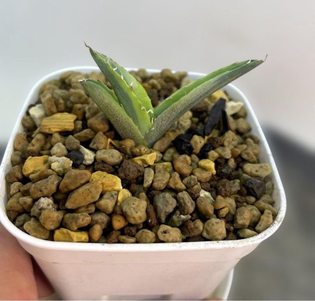 おまとめ専用 アガベ チタノタ 白妖 散り斑タイプ ホワイトアイス黄