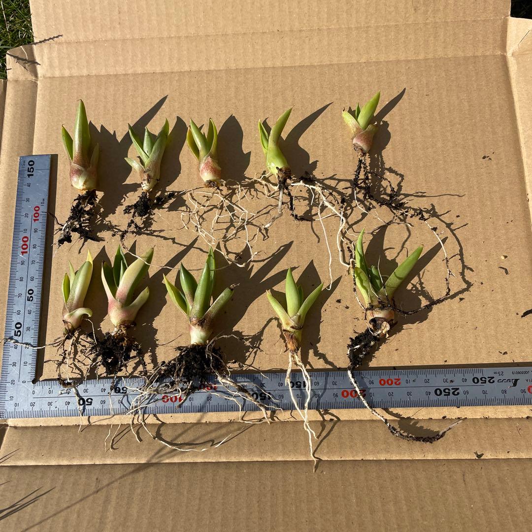 根付きアガベ 10株 アングスティフォリア 子株 斑入り？ - メルカリ