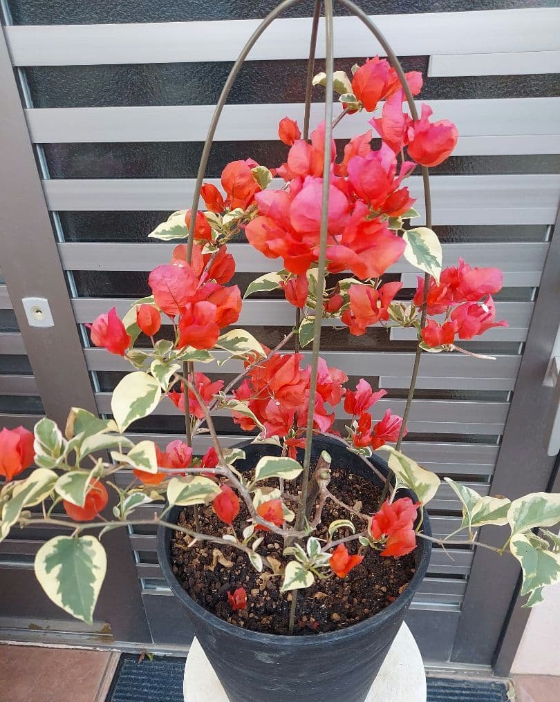 ブーゲンビリア斑入り No102 らくらくメルカリ便発送‼️ - メルカリ