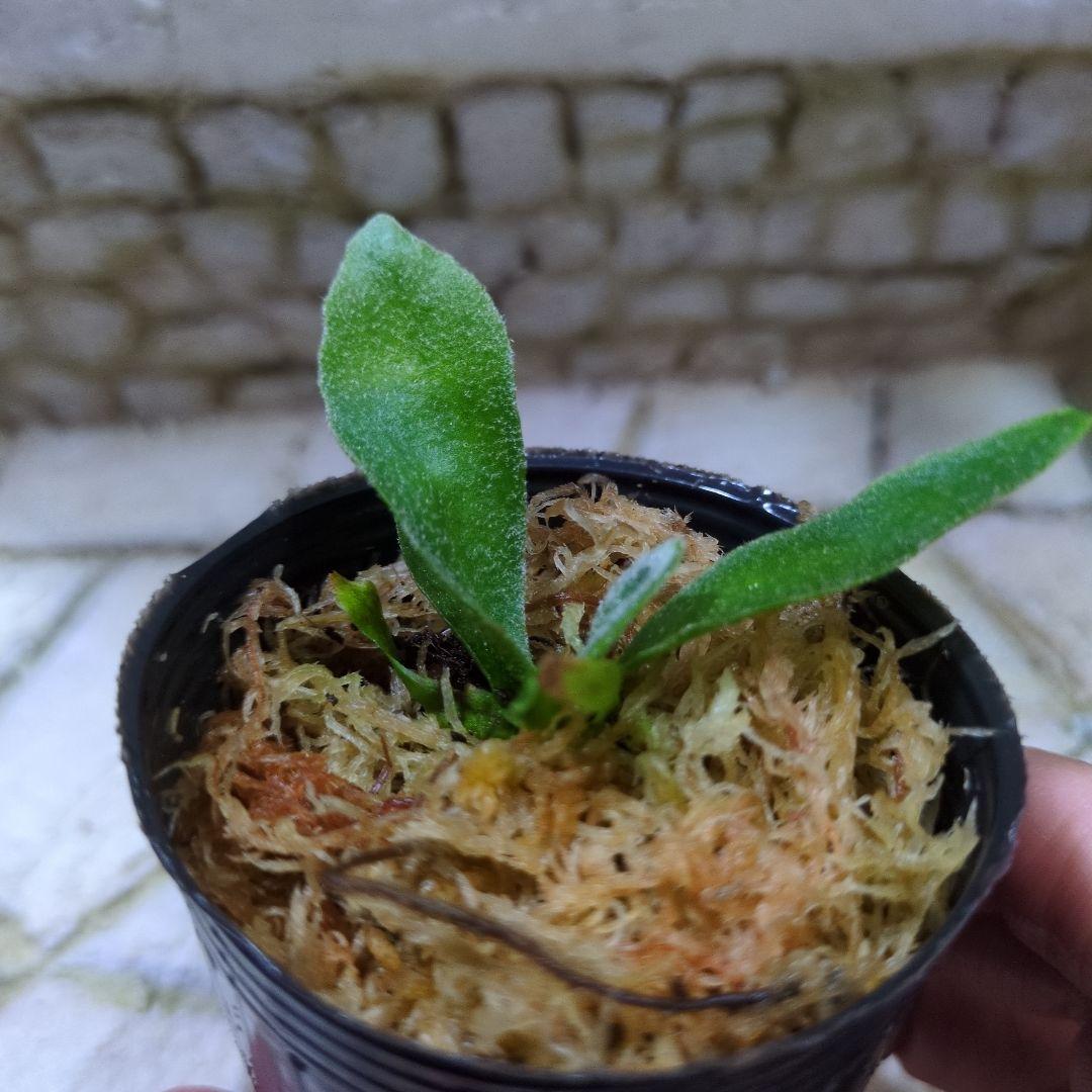 速達ビカクシダ P.Willinckii 'OMG' spore ③ - メルカリ