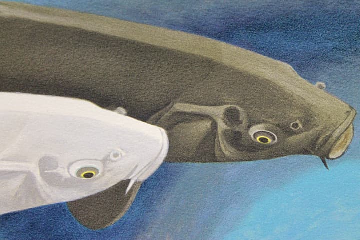 杉山寧 【鯉〈瀅（えい）〉】 リトグラフ - メルカリ