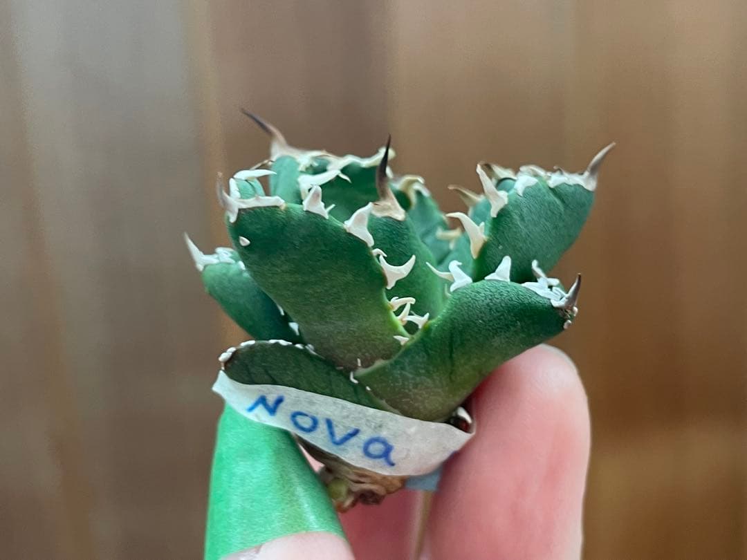 REZA産】イラン株 選抜 アガベ NOVA ノヴァ 天芽 12月便 - メルカリ