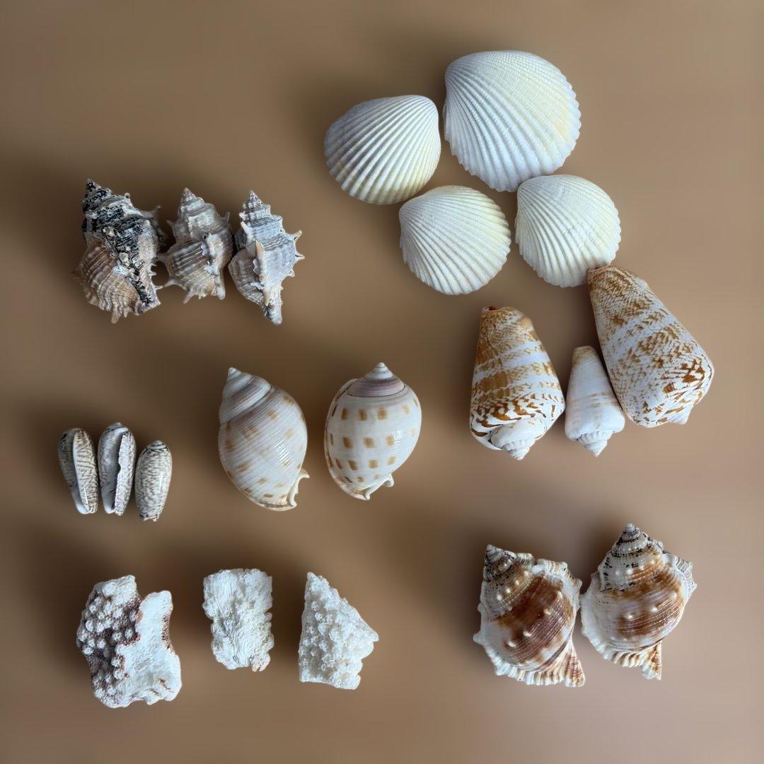 貝殻セット - メルカリ