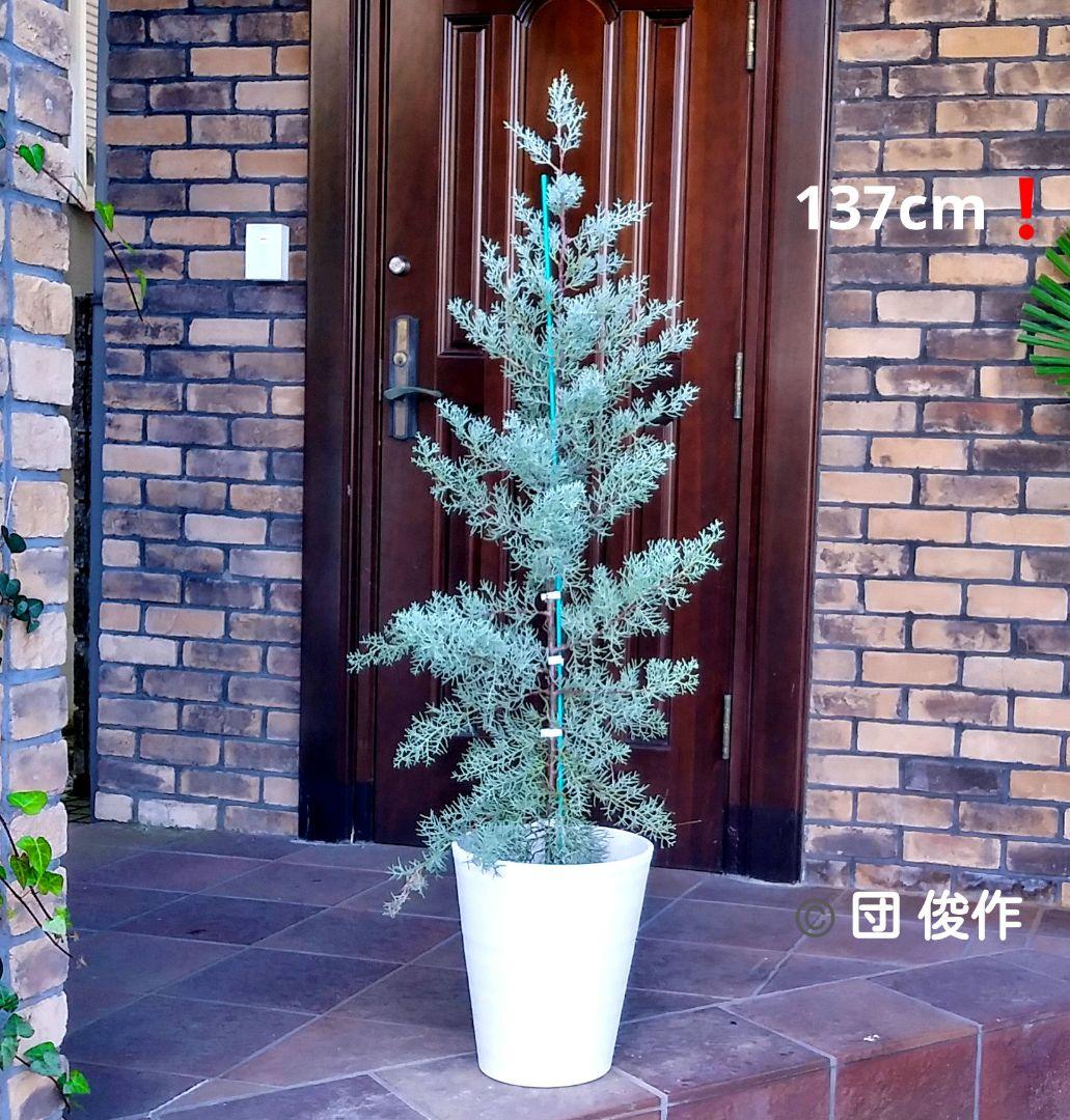 ブルーアイス 苗木 137cm❗8号 綺麗な葉色 シルバーブルー 鉢カバー付き ブルーアイス 苗木 137cm❗8号 綺麗な葉色 シルバーブルー 鉢カバー