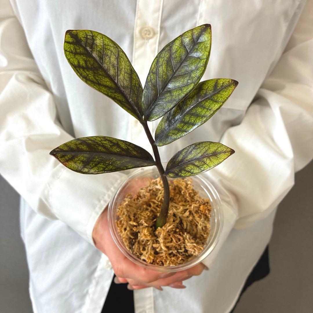 超希少❗️ザミオクルカス ゴールデンミューテーション✨ - メルカリ