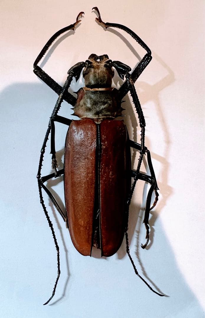 シワバネクワガタ 10匹セット