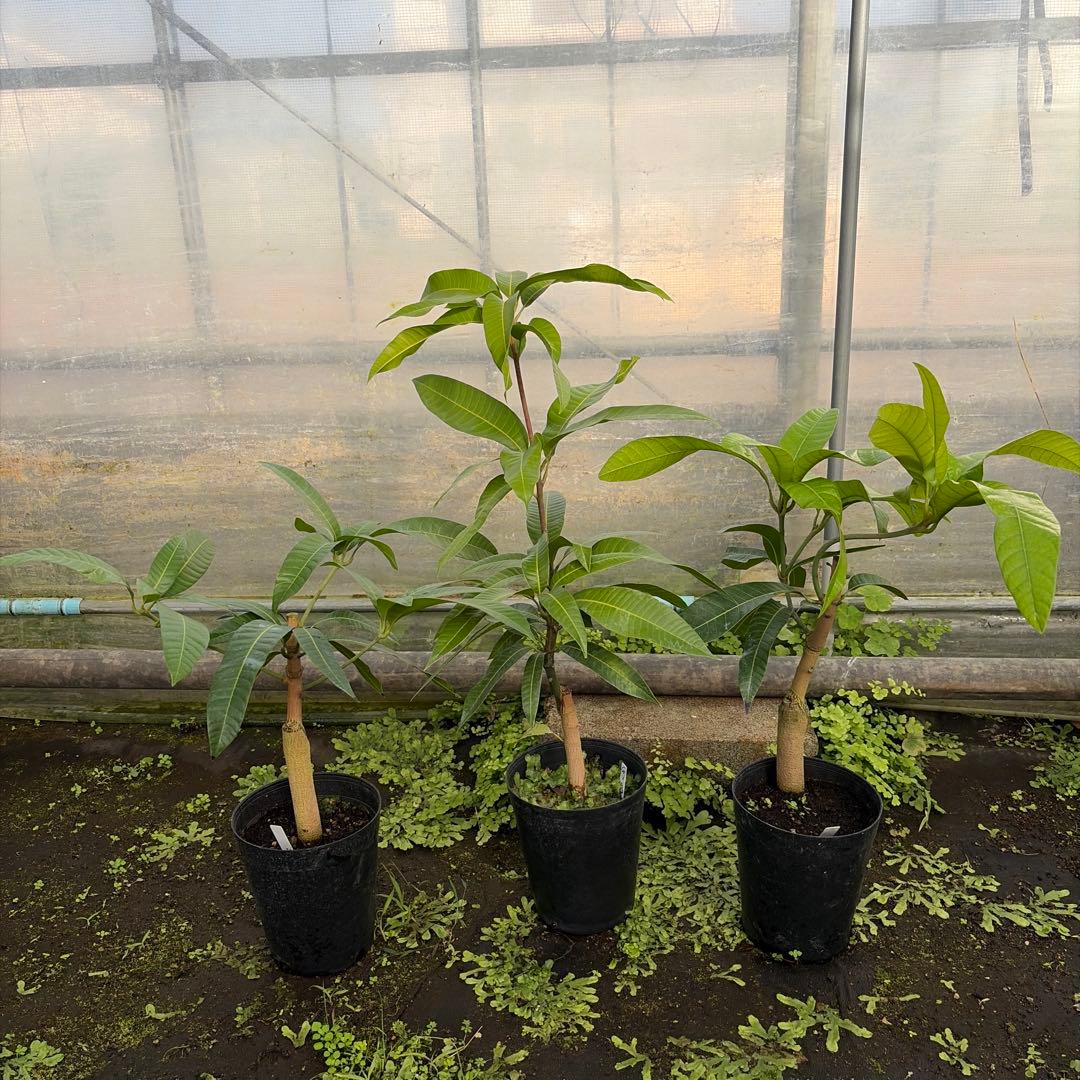 ラポザ　3本　6号サイズ ZERO HALLIBURTON（ゼロハリバートン） 最大53% 3/1まで スーツケース