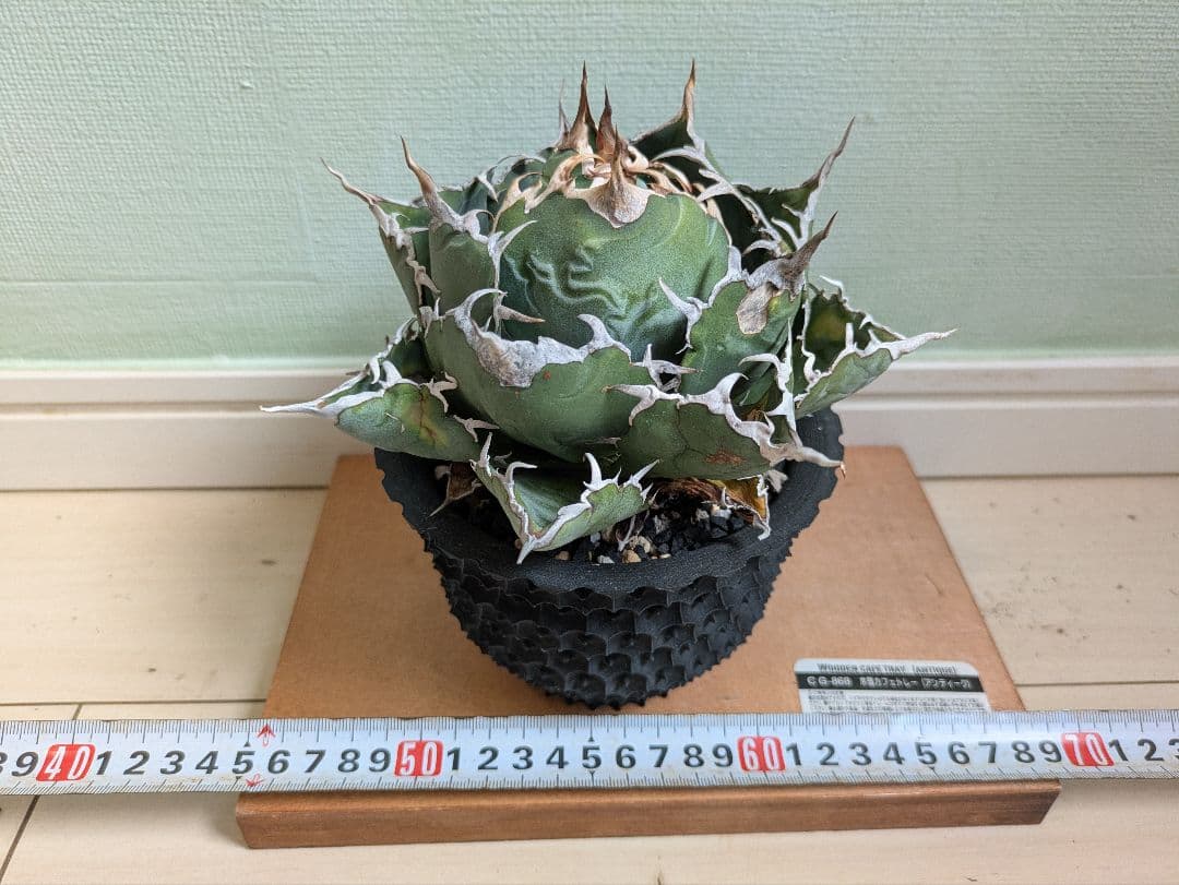 アガベ　チタノタ　白鯨 アガベ・チタノタ白鯨（ボールタイプ）中-070｜agave titanota white wh