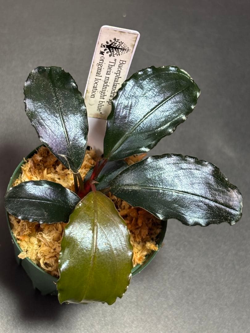 ブセファランドラ sp. 