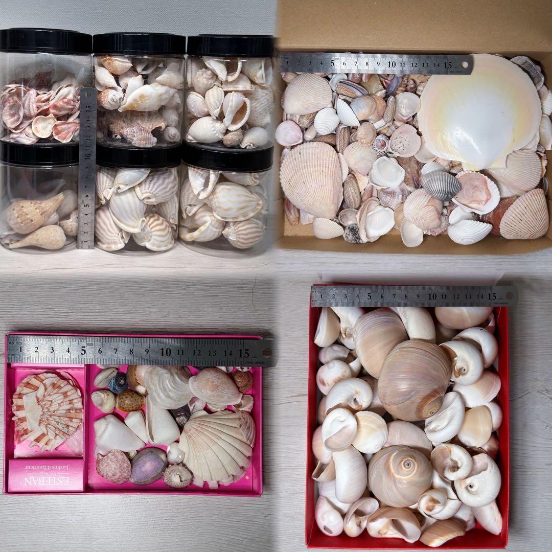 貝殻 まとめ売り - メルカリ