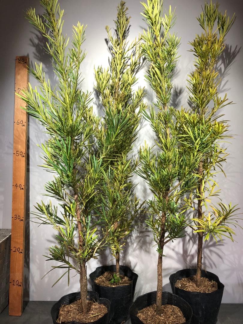 ヤマツツジ 山彩り ―― アオダモ アオハダ モミジ カエデ ――の通販はau