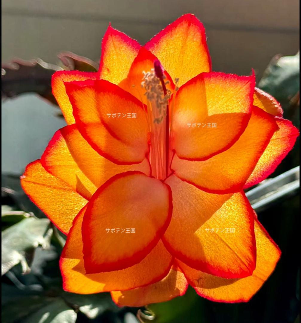 デンマークカクタス シャコバサボテン Sanjita 抜け苗 1186 - メルカリ