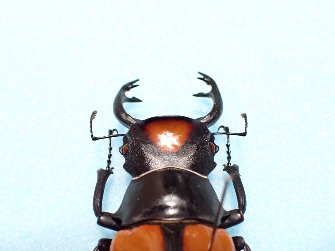 ナカジ様専用 クワガタ標本の通販はau PAY マーケット - 輸入雑貨の