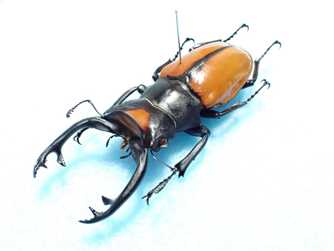 ナカジ様専用 クワガタ標本の通販はau PAY マーケット - 輸入雑貨の