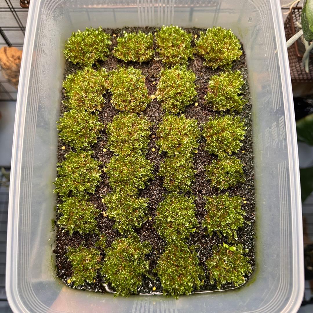②【限定出品】P.willinckii OMG 前葉体 胞子体 タッパーまるごと ビカクシダ P.Willinckii OMG 前葉体 胞子体 - メルカリ