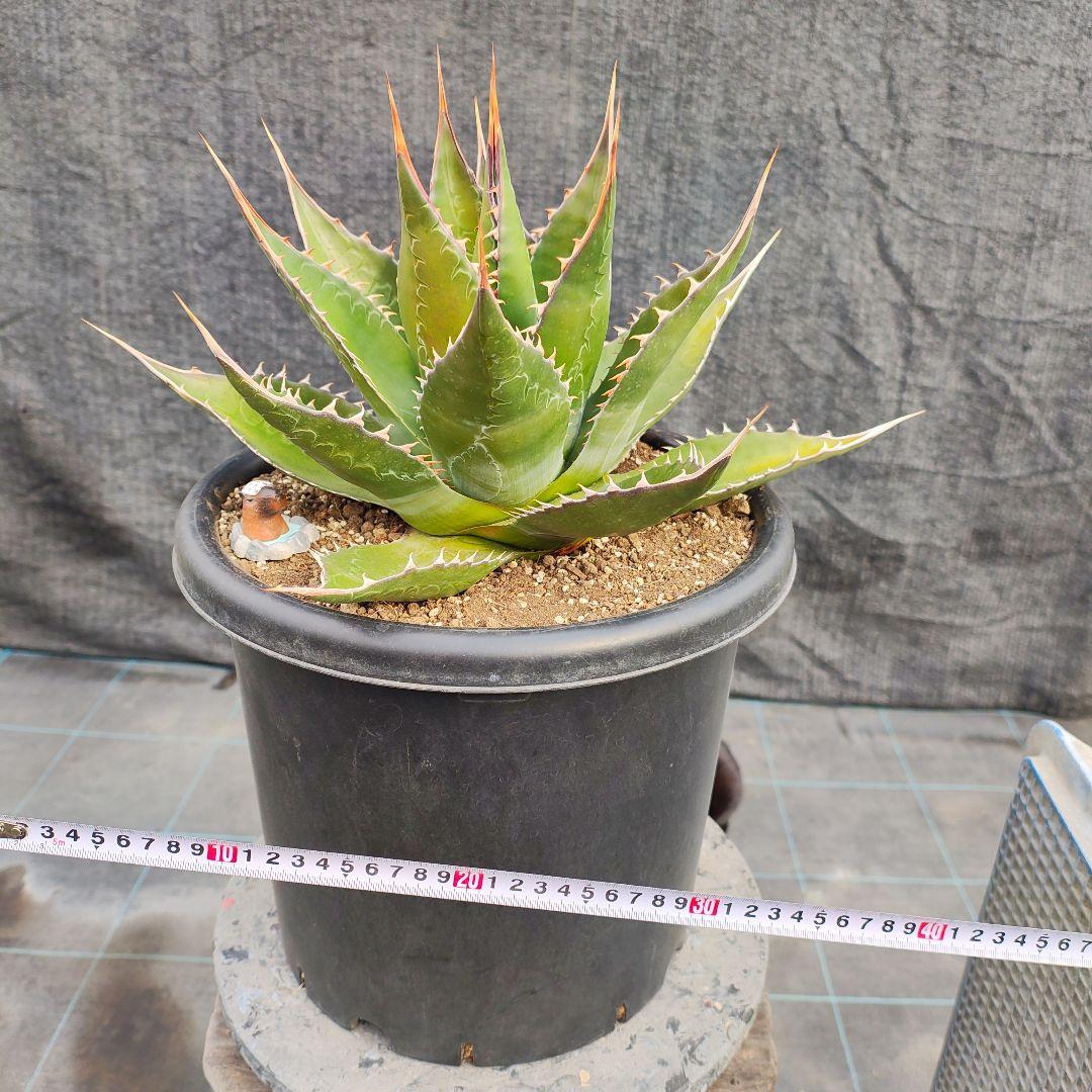 T*y様 アガベ モンタナ　大株 2026年最新】アガベモンタナの人気アイテム - メルカリ