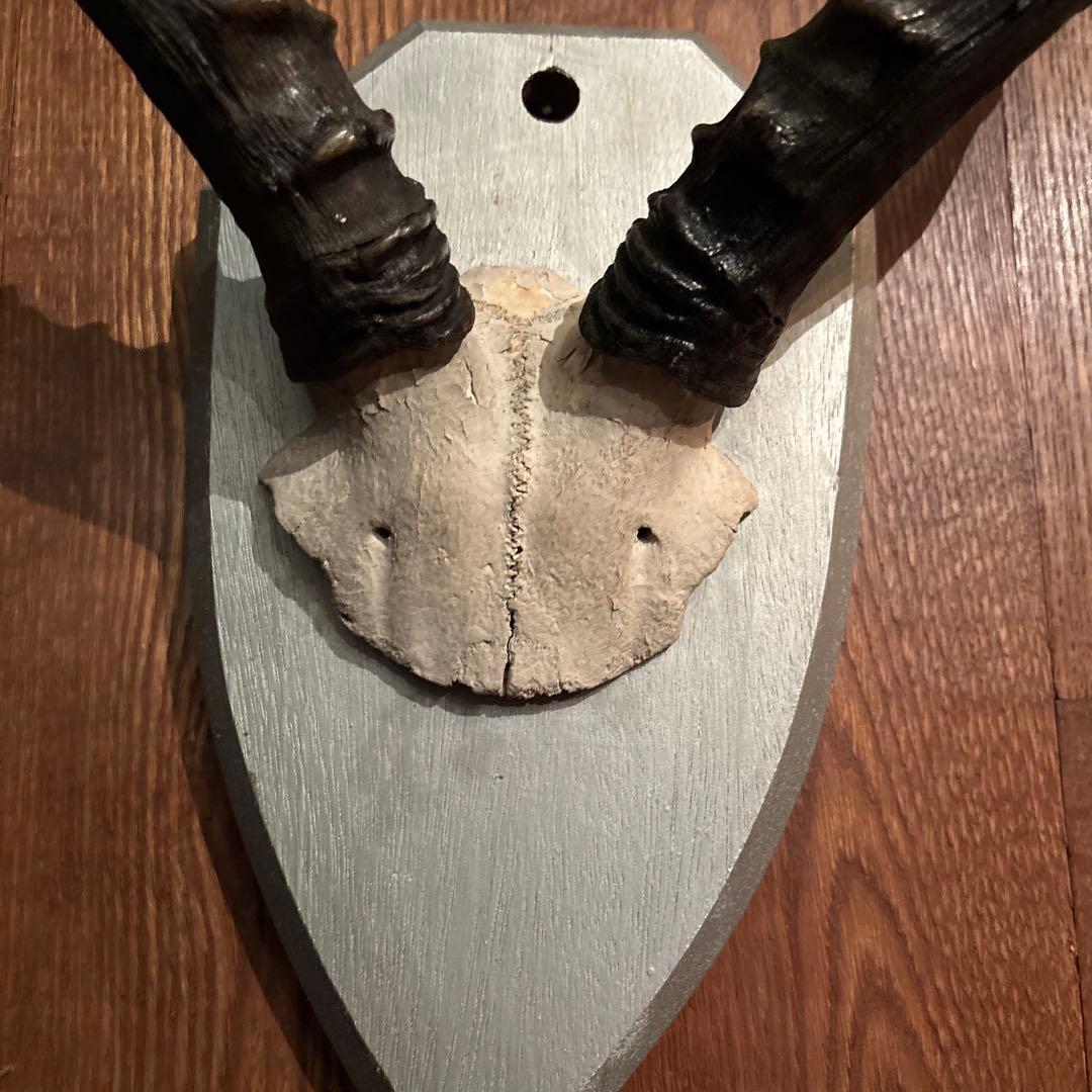 インパラ 頭骨 ハンティングトロフィー 標本 剥製 角