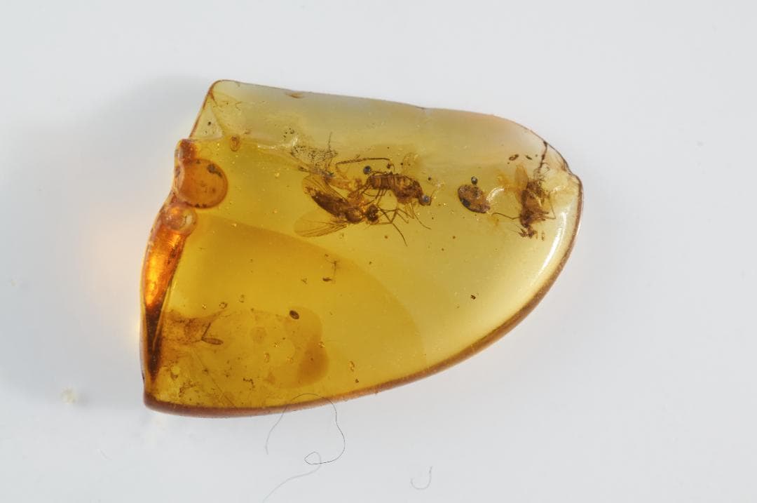 ZB356虫入り琥珀化石 ミャンマー カムティかタナイ産 9900万年前