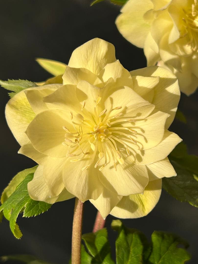 クリスマスローズ かぐや姫 芳香性ゴールド'かぐや姫'加藤農園「第16回クリスマスローズの世界展