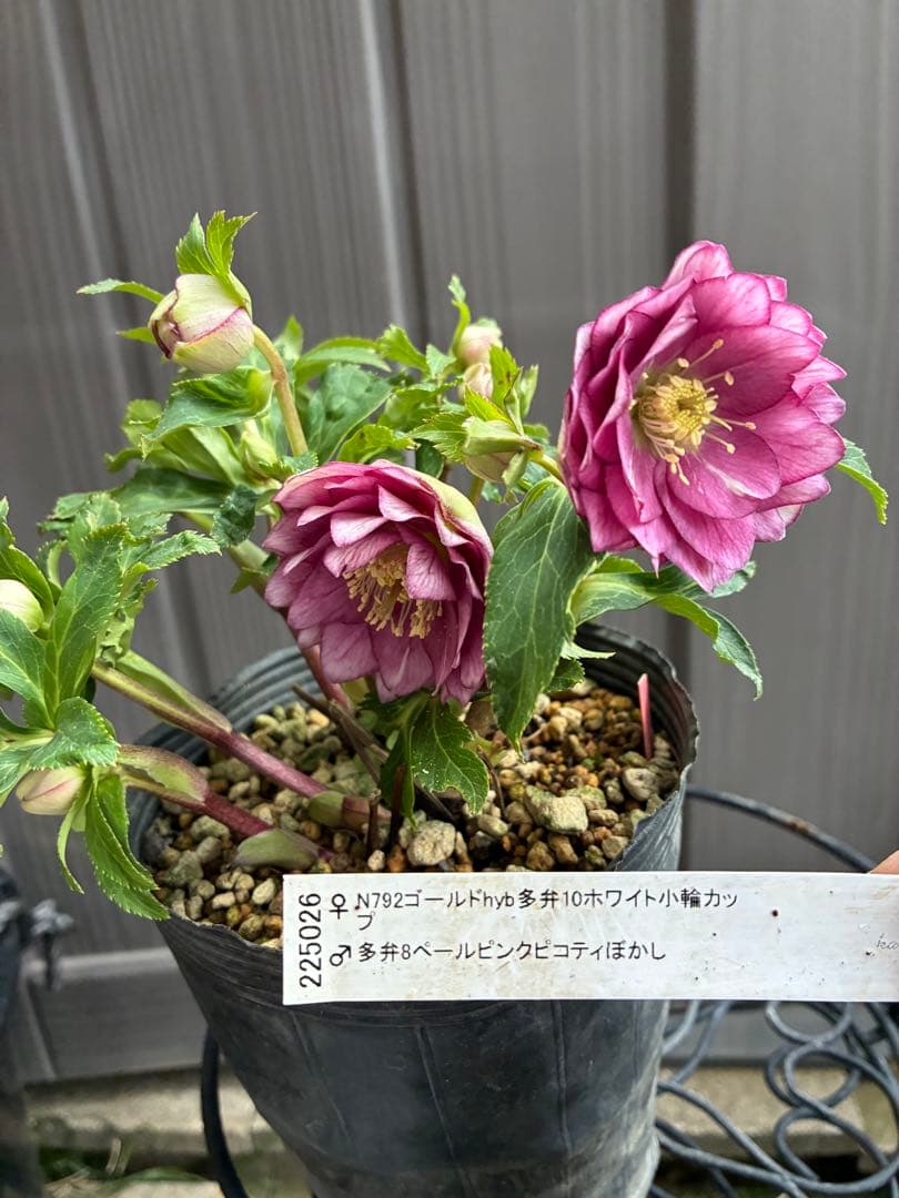 ♡大充実株♡ DDピンクリバーシカップ咲き多花