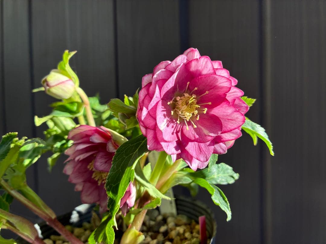 ♡大充実株♡ DDピンクリバーシカップ咲き多花