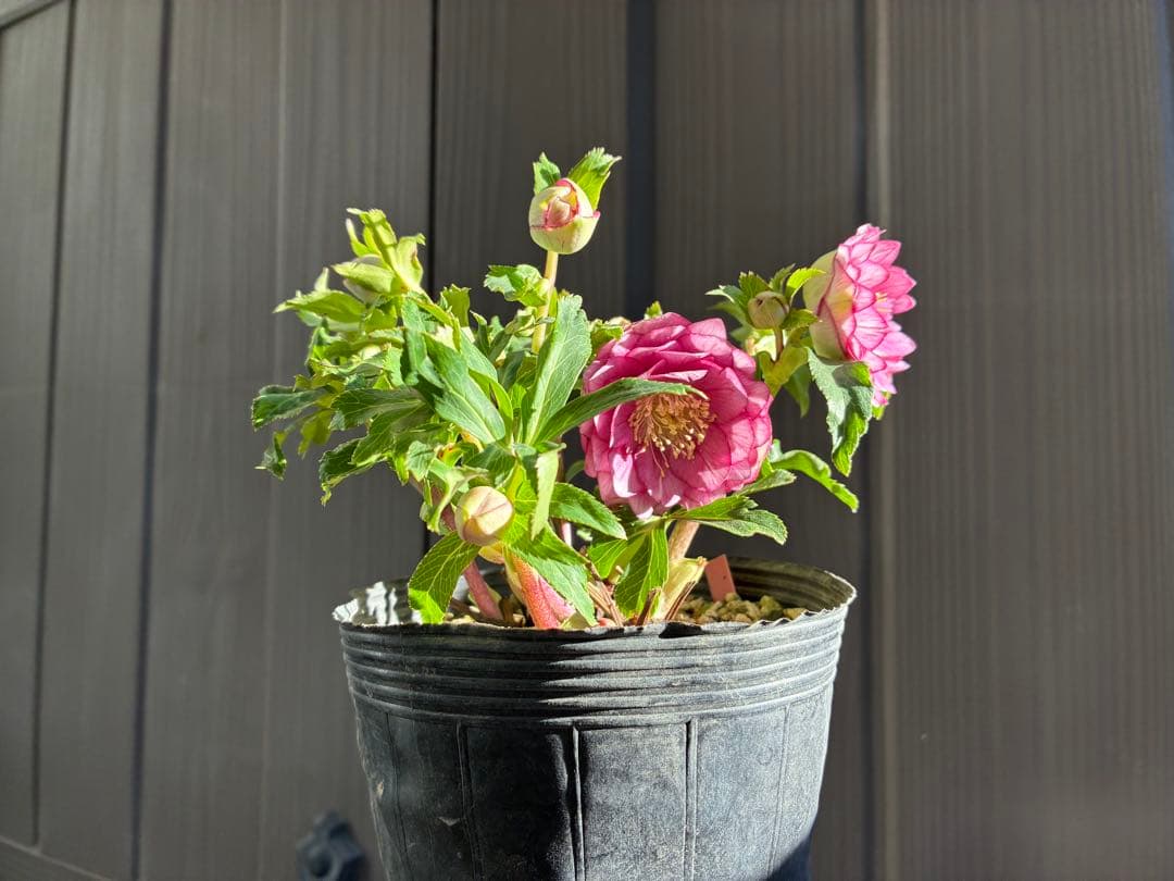 ♡大充実株♡ DDピンクリバーシカップ咲き多花