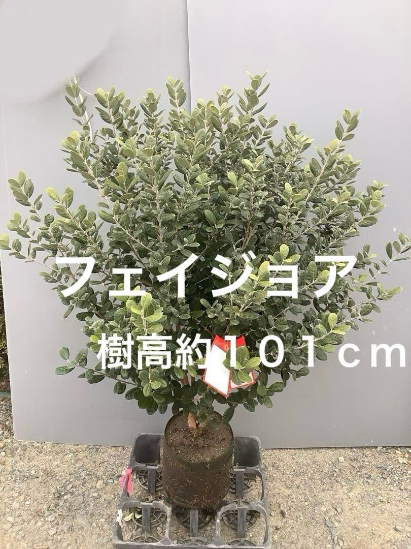 8-1果樹【フェイジョア】樹高約101cm【送料込み】 楽天市場】送料無料 100cm 120cm シンボルツリー 庭木 常緑樹 収穫果樹
