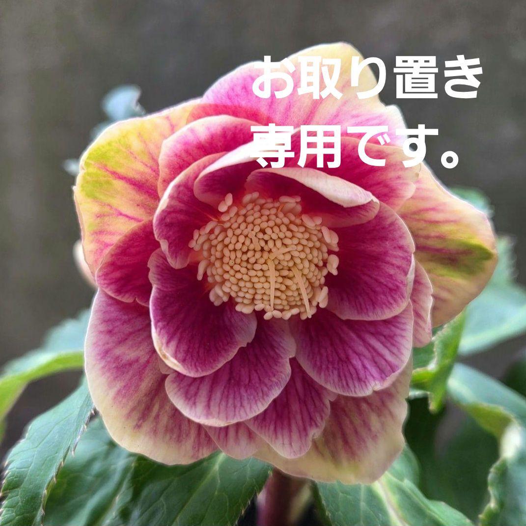 まい様お取り置き専用 クリスマスローズ 広瀬園芸【ソレイユ】開花株　認定 楽天市場】クリスマスローズ 広瀬園芸 セレクトシングル バイカラー