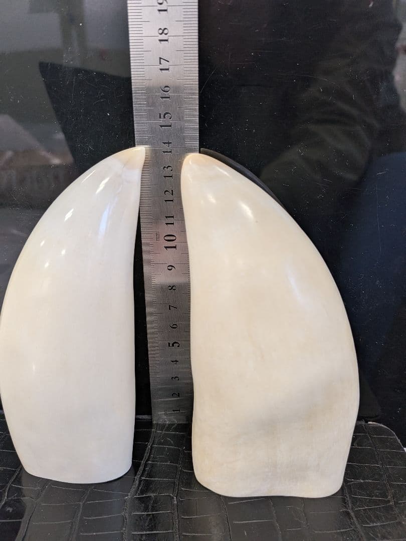 マッコウ鯨歯 長崎市浜の町アーケード🐳くじら工芸🐳です。 今回はマッコウクジラの