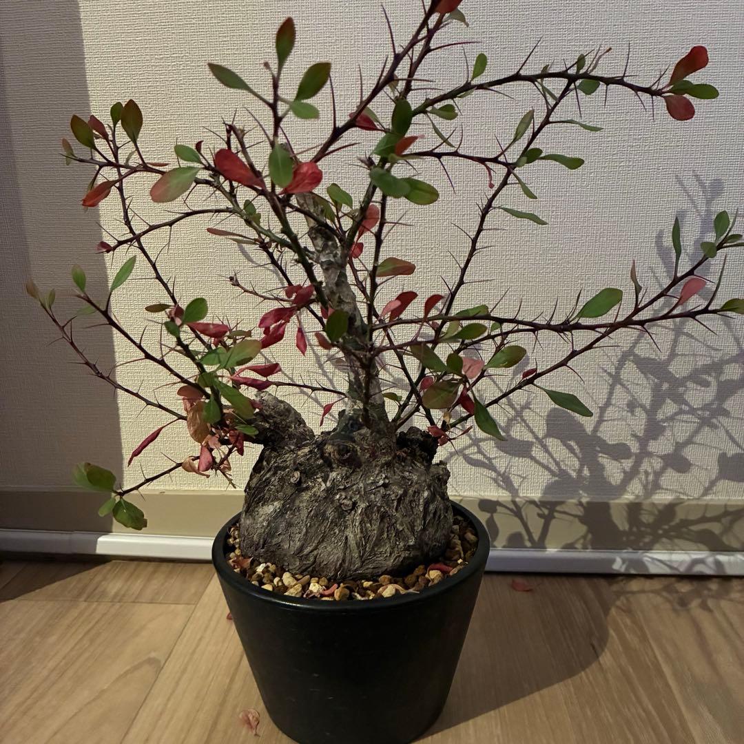 フォークイエリア isla del pescado - Fouquieria formosa-フォークイエリア・フォルモサ