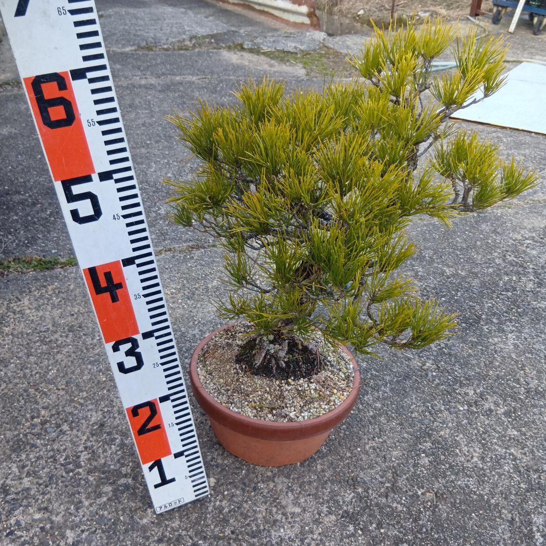 黒松（山木かなり年数持ち込み古い） - メルカリ