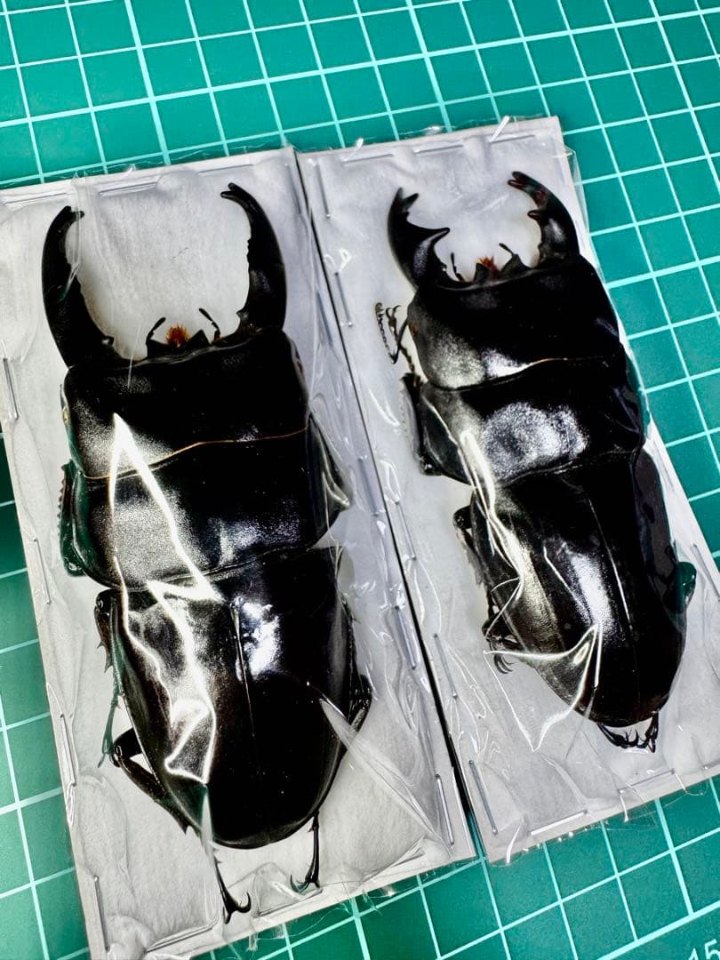 アルキデスヒラタクワガタ 極太個体 標本の通販はau PAY マーケット