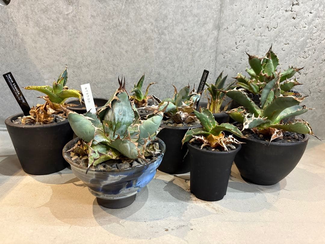 Agave titanota アガベチタノタ シーザー 10株セット 鉢付 0000000213542_QvbIWrX.jpg