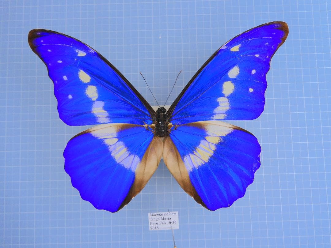 ヘレナモルフォ　141mm RB4171F 674413 54 ERIKA エリカ フルフィットモデル ボストン | 商品