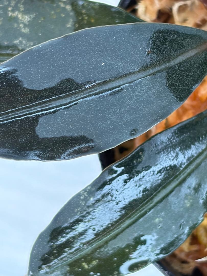 ⭐︎ブセファランドラ モトレィアーナ黒青赤軸絶品個体①パダワン 根