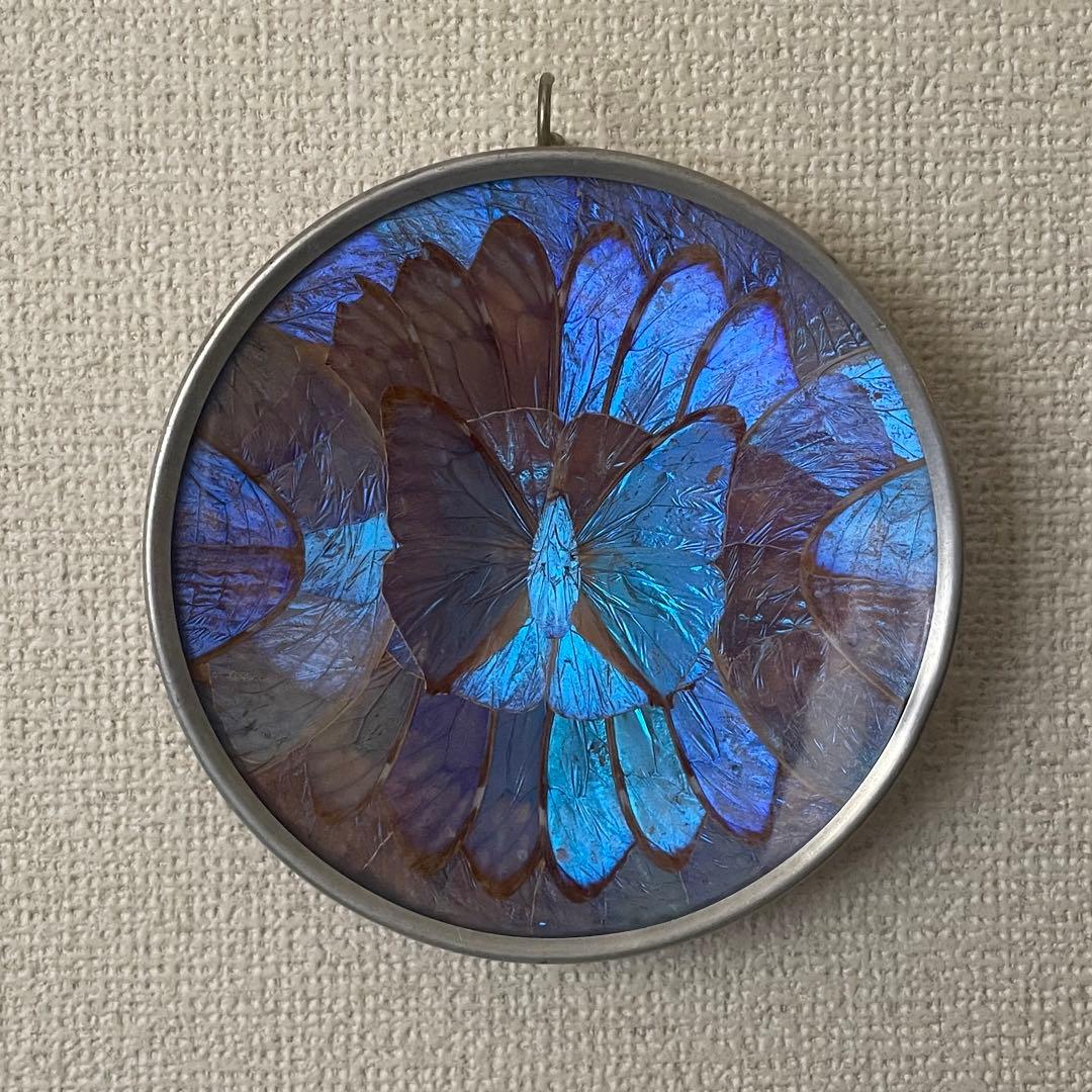 モルフォ蝶 飾り皿 羽細工 標本 羽細工 壁掛け アート作品 - メルカリ