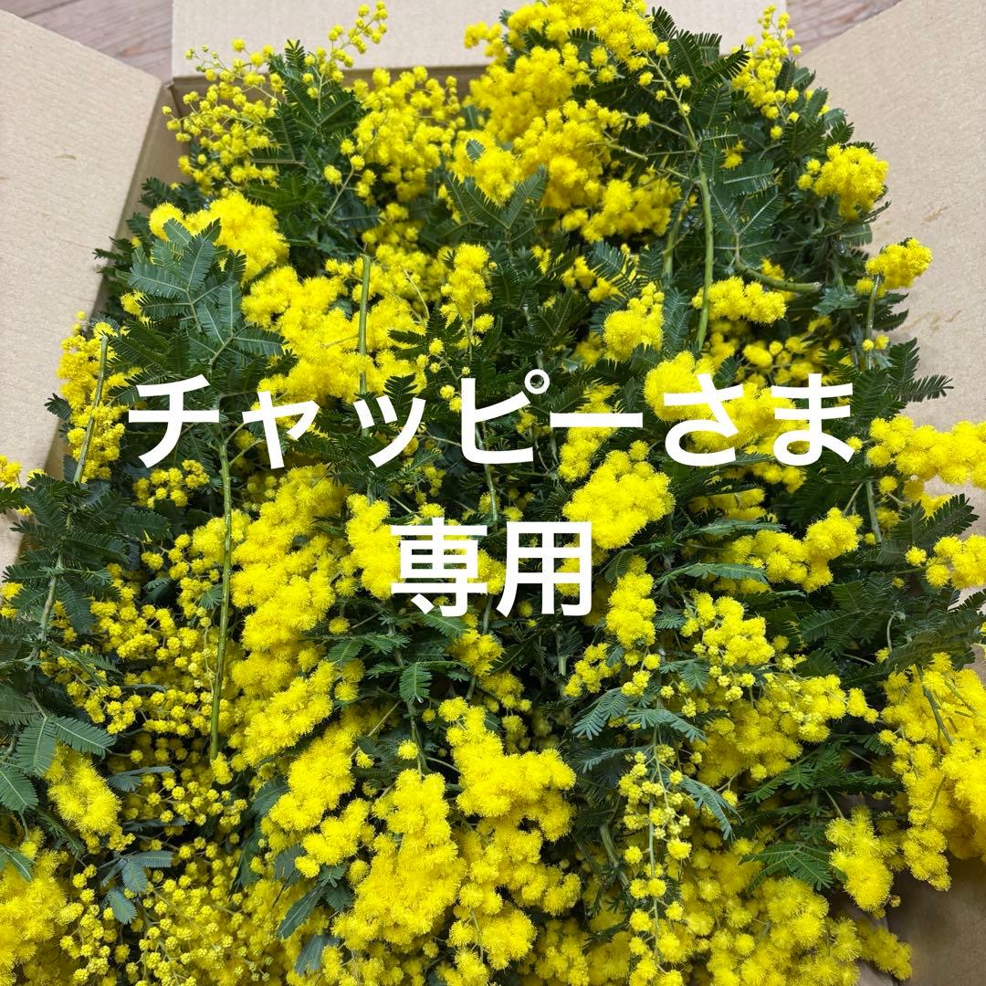 銀葉アカシア　チャッピーさま専用 楽天市場】銀葉アカシアの通販