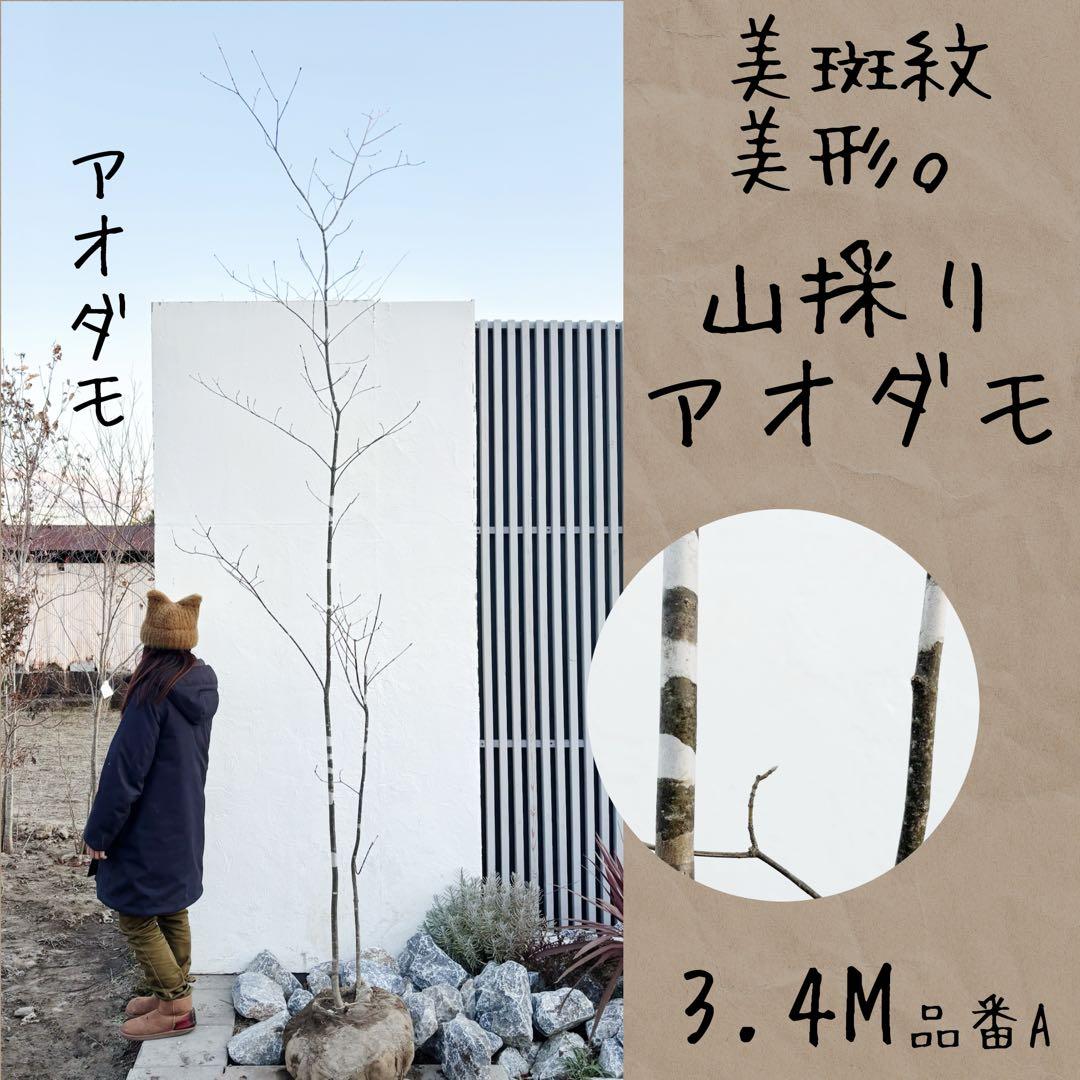 美斑紋。美形 山採りアオダモ3.4M(鉢底から)品番A 2026年最新】Yahoo!オークション -アオダモ(花、園芸)の中古品・新品