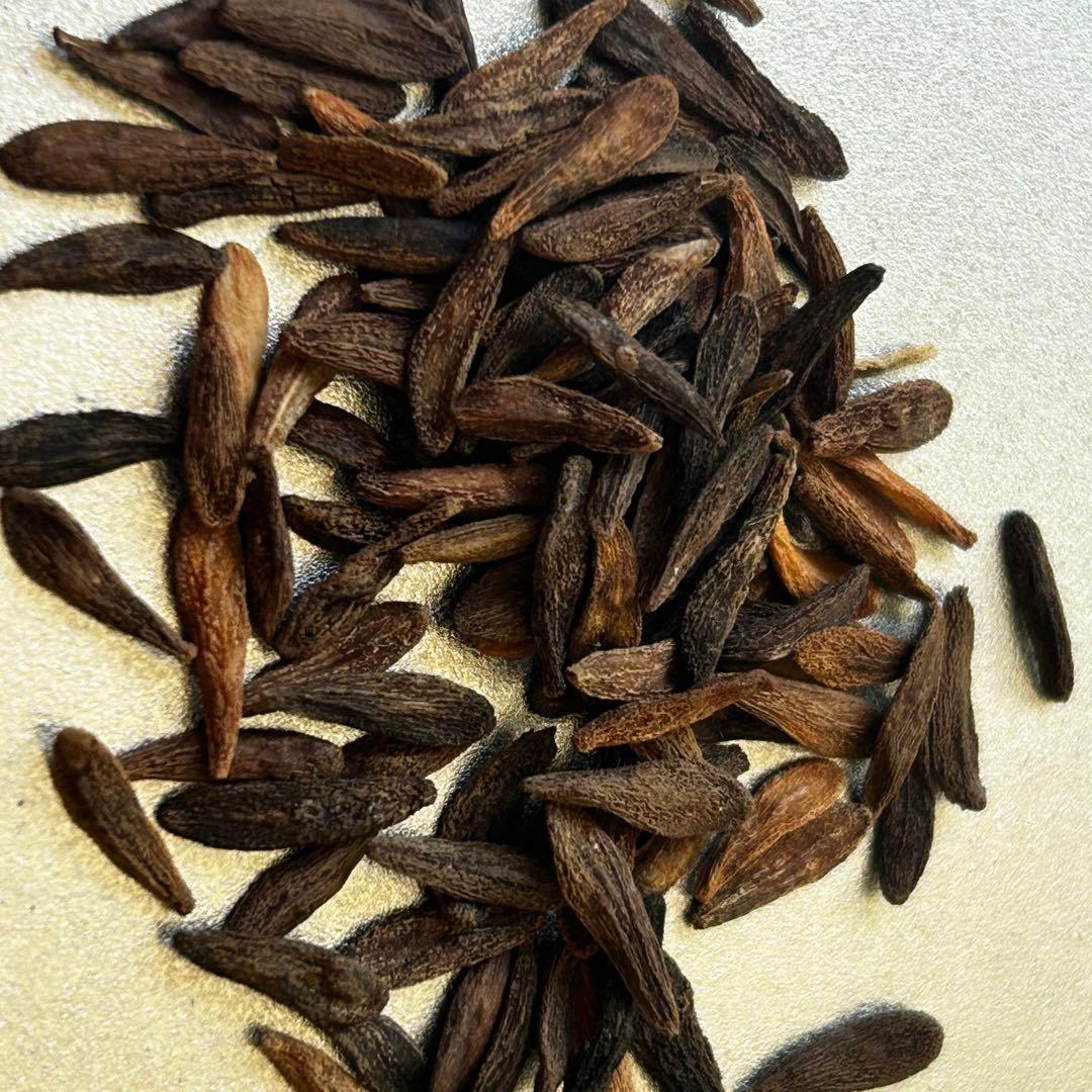 種子50粒パキポディウムアンボンゲンPachypodium ambongense CHUBBY PLANTS | Pachypodium ambongense ラメリー接のアンボンゲンセ