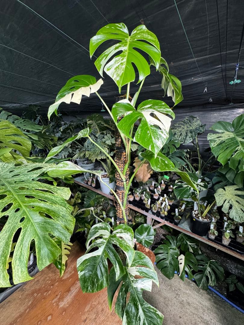 モンステラ　ボルギシアナ　アルボ　白斑入り　鉢モスポール付き　高110cm モンステラ ボルギシアナ アルボ ホワイトタイガー斑入り 鉢モスポール